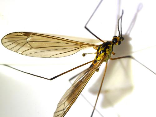 Nephrotoma flavescens